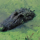 Alligator floating in green swamp